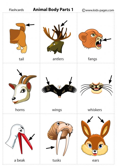 Animal Body Parts 1 flashcard